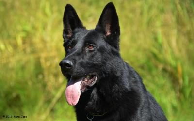 Schwarzer Schäferhund Leistungszucht