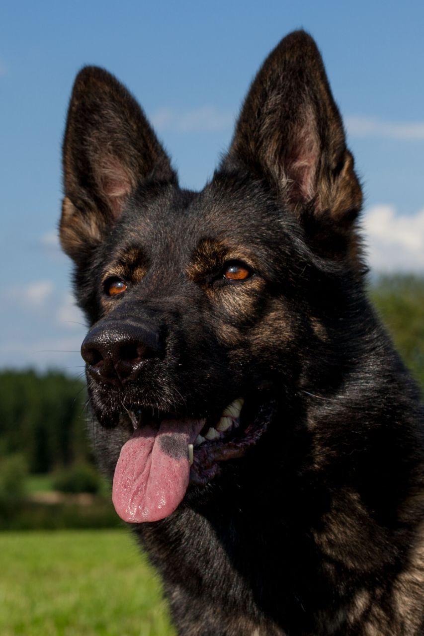 DDR Schäferhund Pochin vom Muldenschlößchen